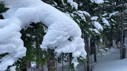 Прогноз погоды в Сахалинской области на 27 февраля: снег и до -11 градусов днем