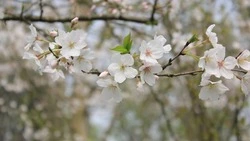 Стало известно, когда начнутся длинные майские выходные в 2024 году  