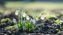 День весеннего равноденствия 2024: что за явление, приметы и гадания       