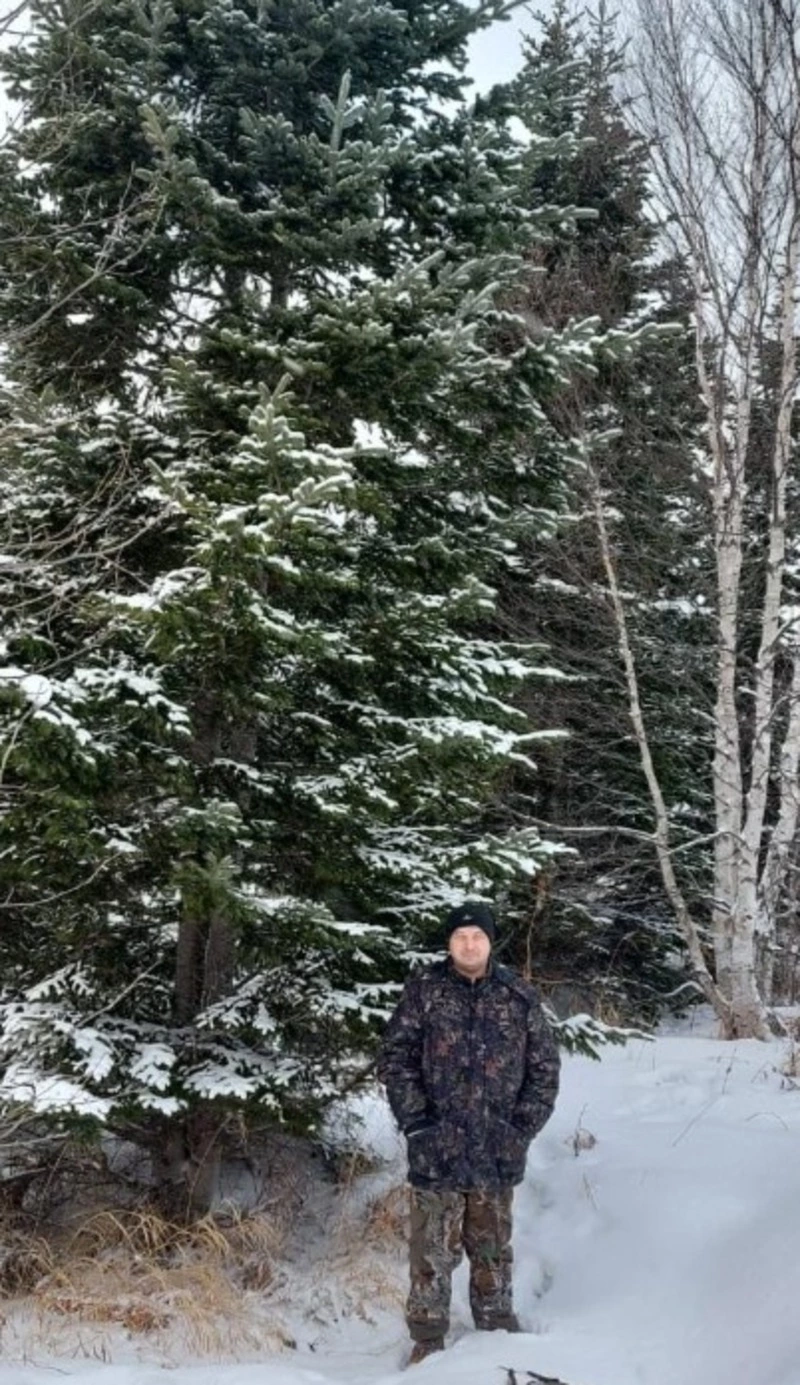 Порядок приобретения новогодних елок