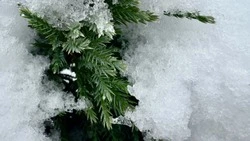 Погода в Сахалинской области 13 февраля: +4 градуса и снег