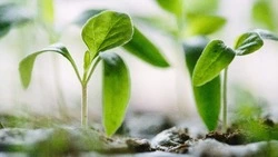 Народный и церковный праздник 5 марта 2024 года: что строго нельзя делать
