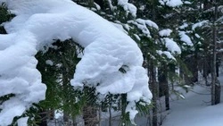 Прогноз погоды в Сахалинской области на 27 февраля: снег и до -11 градусов днем