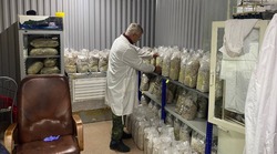 Грибная ферма на Сахалине 