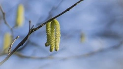 Прогноз погоды в Сахалинской области на 12 апреля: сухо и до +13 градусов  