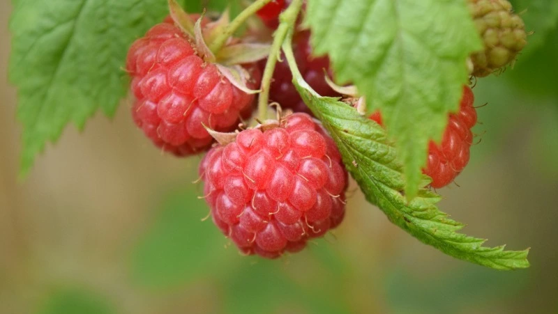 Народные приметы на 24 июня 2024: что категорически нельзя делать в день Варнавы 