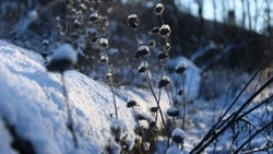 Церковный праздник 13 февраля 2024: что нельзя делать, приметы 