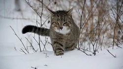 Снег и мороз до -32 градусов ожидаются в Сахалинской области 23 февраля 