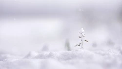 Снег и сильный мороз: прогноз погоды в Сахалинской области на 9 февраля