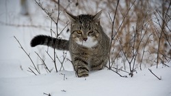 Снег и мороз до -32 градусов ожидаются в Сахалинской области 23 февраля 